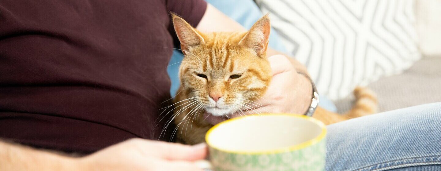 Elderly shop cat diet